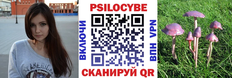 Купить закладки  Сертолово  Псилоцибиновые грибы мицелий 